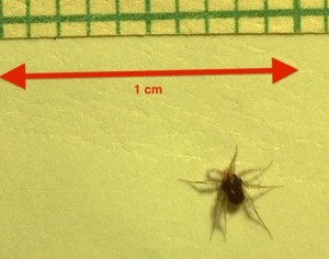 animal-mais-rápido-do-mundo-é-o-ácaro