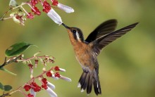O Beija-Flor e a sua Dieta nada Saudável