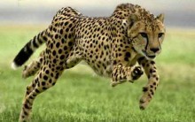 O Animal mais Rápido do Mundo é O Guepardo, o Falcão-peregrino ou o ácaro?