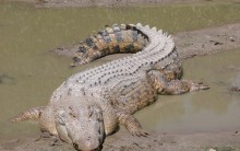 Crocodilos – Predadores mais que Eficientes