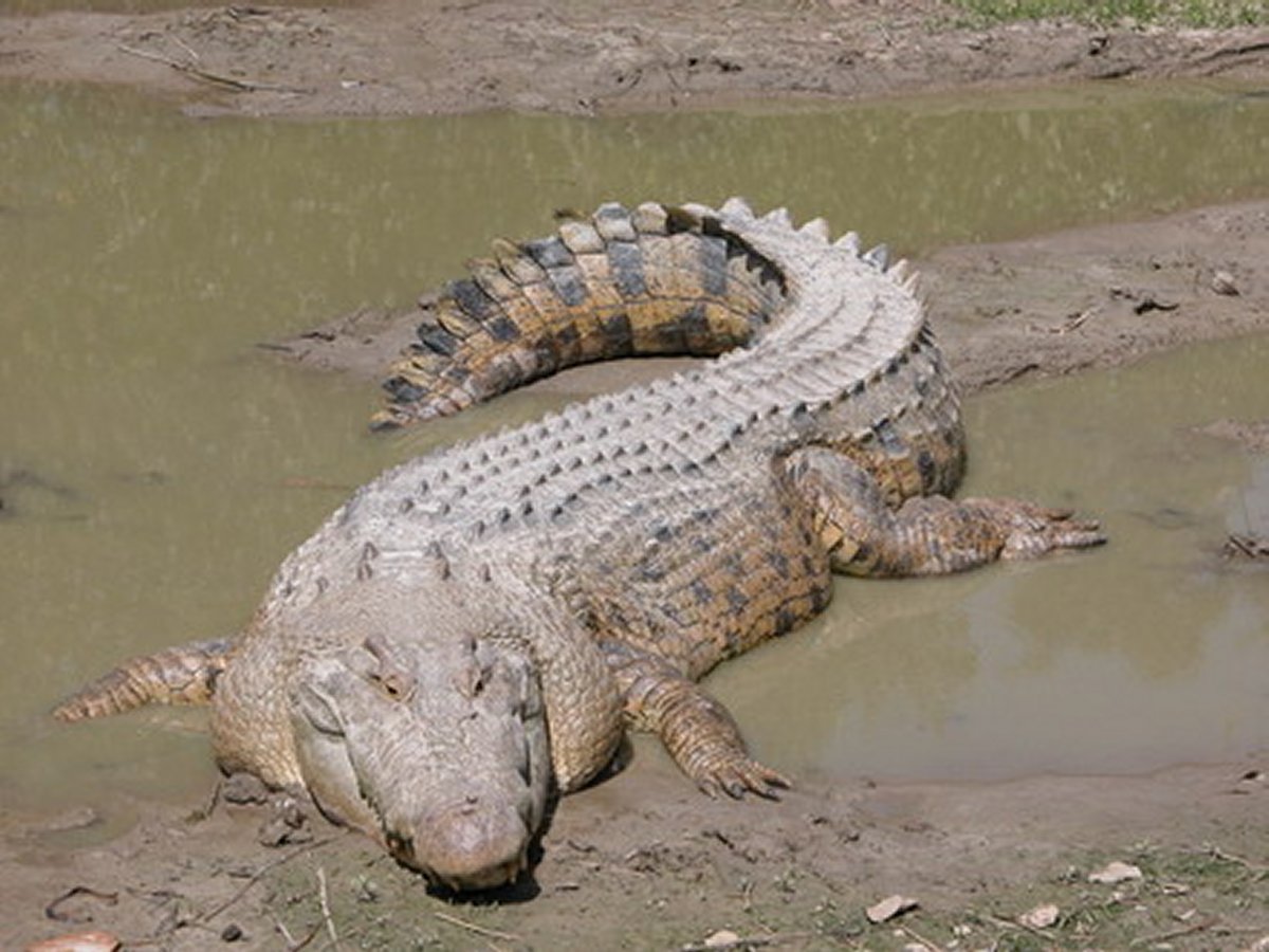 Crocodilos – Predadores mais que Eficientes