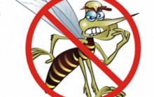 Dengue: Não deixe que ela Estrague o seu Verão