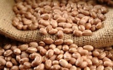 Os Benefícios do Feijão na nossa Alimentação