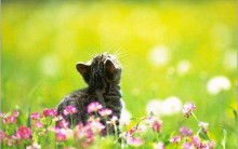 Gatinhos Fofos – Veja uma Seleção dos Felinos mais Lindos da Internet