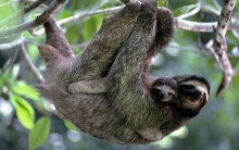 O Animal mais Lento do Mundo