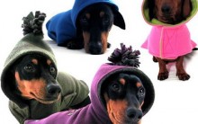 Acessórios para Cães: Confira Modelos, Deixe seu Animalzinho Lindo