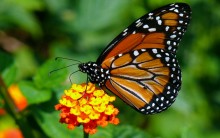 Metamorfose Borboleta Monarca – Conheça a Espécie e Entenda a Mutação