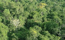 Modelo de Sustentabilidade – Floresta de Aceh na Indonésia