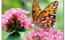 Fotos Lindas do Reino Animal – As mais Belas Imagens da Natureza