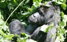 A terra dos Gorilas – Bwindi em Uganda – Reserva Natural