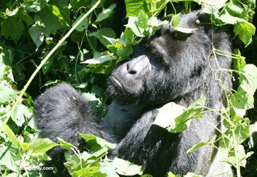A terra dos Gorilas – Bwindi em Uganda – Reserva Natural