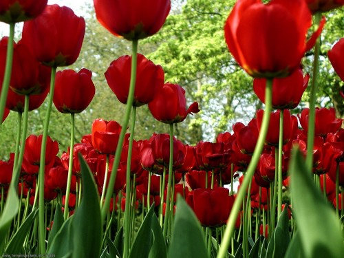 tulipas-como-cultivar-
