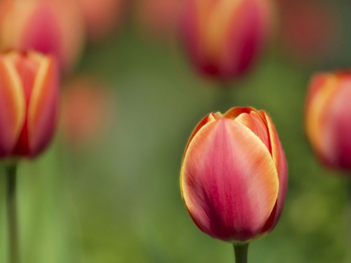 tulipas-tudo-sobre-cultivo-