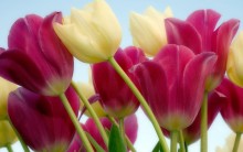 Tulipas – Como Cuidar, Plantar, Regar e Fotos