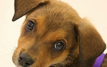 Como Escolher o Nome do seu Cachorro – Nomes para Cães Russos, Alemães