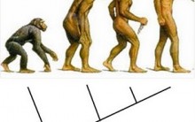 Como Montar um Cladograma – Dicas e o Passo-a-passo, Estudo Científico