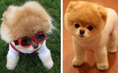 Cães mais Fofos do Mundo – Fotos de Cachorrinhos Lindos e Peludos