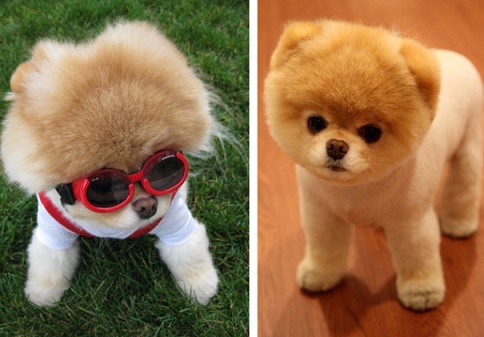 Cães mais Fofos do Mundo – Fotos de Cachorrinhos Lindos e Peludos