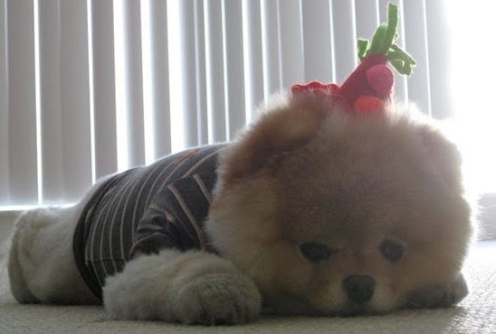 cães-mais-fofos-do-mundo-foto-cachorro-cinza-bege fotos-de-cães-mais-fofos-do-mundo