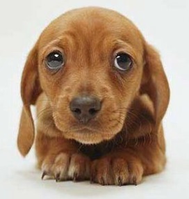 fotos-de-cães-mais-fofos-do-mundo-- fotos-de-cães-mais-fofos-do-mundo-cachorro-pelo-marrom-