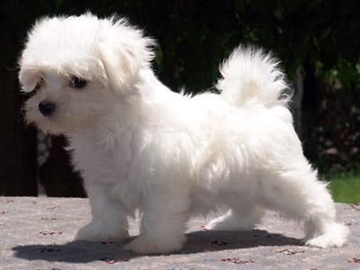 foto-de-cachorro-branco-cães-mais-fofos-do-mundo