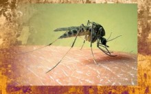 Aedes Aegypti Transgênico – Mosquito Estéril pode Erradicar a Dengue
