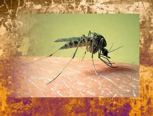 Aedes Aegypti Transgênico – Mosquito Estéril pode Erradicar a Dengue