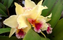 Saiba Tudo Sobre Como Cuidar de Orquídeas ou Fixá-la em Árvores