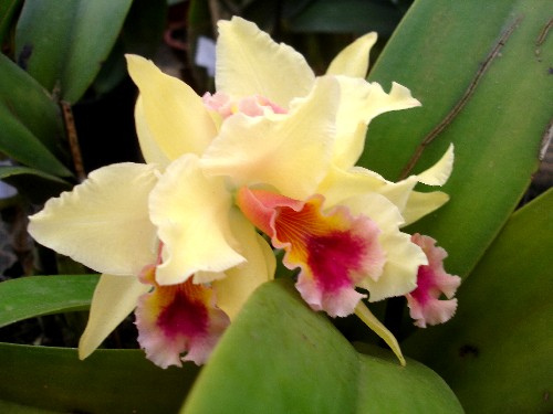 Saiba Tudo Sobre Como Cuidar de Orquídeas ou Fixá-la em Árvores