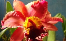 Cultivar Orquídea:Tudo Sobre como Multiplicar e que Vaso Usar