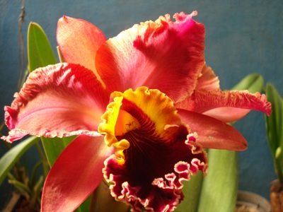 Cultivar Orquídea:Tudo Sobre como Multiplicar e que Vaso Usar