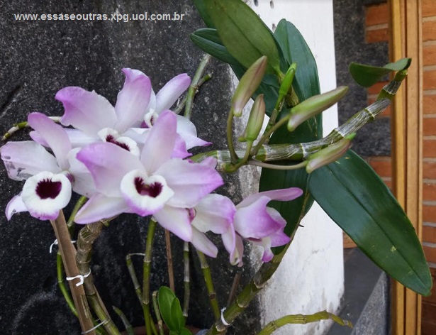 foto-de-orquídea-olho-de-boneca-florida-e-com-botões-