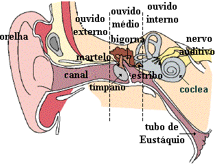 como-é-formado-o-ouvido-