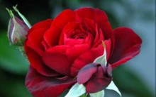 Como Plantar Rosas e Cuidar para que estejam Sempre Lindas Floridas