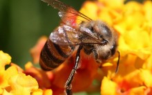 Apis mellifera – Tudo Sobre a Abelha do Mel, Descrição, Classificação