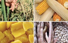 Tudo Sobre Alimentos Biofortificados e Para que Servem – Confira