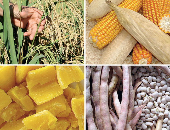 Tudo Sobre Alimentos Biofortificados e Para que Servem – Confira