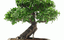 Bonsai – Como Cultivar, Cuidar, Podar na Época Certa, Tipos
