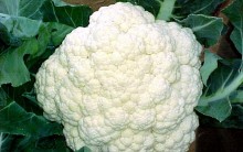 Benefícios da Couve-Flor para Saúde e Vitaminas