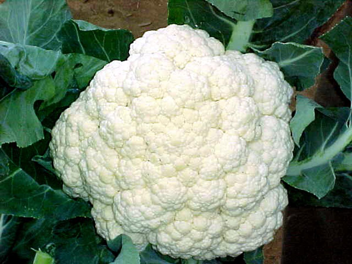 Benefícios da Couve-Flor para Saúde e Vitaminas