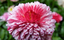 Melhores Fotos de Flores – Lindas e Coloridas, Rosa, Azul, Roxo, Veja