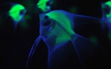 Peixes que Brilham no Escuro – Fotos Criaturas Luminosas, Fundo do Mar