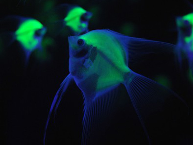 Peixes que Brilham no Escuro – Fotos Criaturas Luminosas, Fundo do Mar