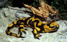 Animal com Maior Período de Gestação – Salamandra Alpina