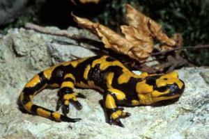 salamandra-alpina-tem-gestação-de-38-meses