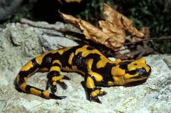 Animal com Maior Período de Gestação – Salamandra Alpina