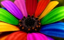 Lindas Fotos e Imagens Coloridas – Cores do Arco-Íris e Objetos, Flor