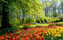 Maior Jardim do Mundo – Tulipas de Keukenhof Esbanjam Beleza, Fotos