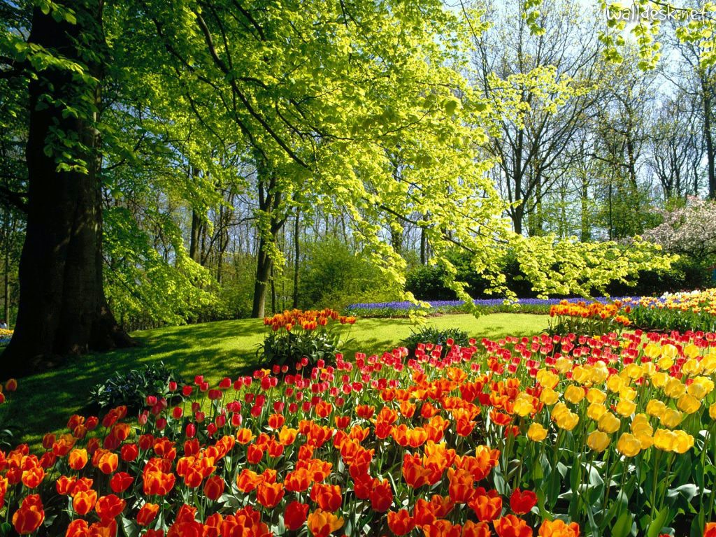 Maior Jardim do Mundo – Tulipas de Keukenhof Esbanjam Beleza, Fotos
