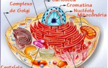 Resumo sobre as Organelas Citoplasmáticas – Nomes, Funções e Tabela